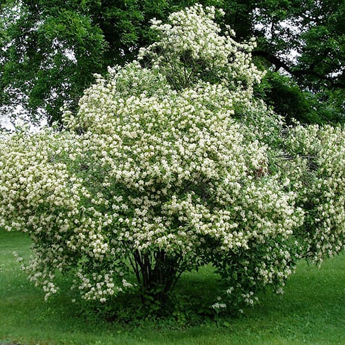 Dogwood, Gray (25 per bundle)