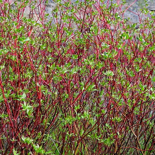 Dogwood, Redosier (25 per bundle)