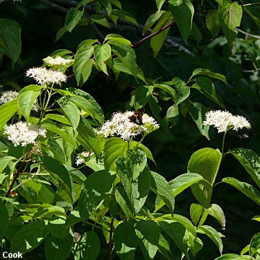 Dogwood, Silky (25 per bundle)