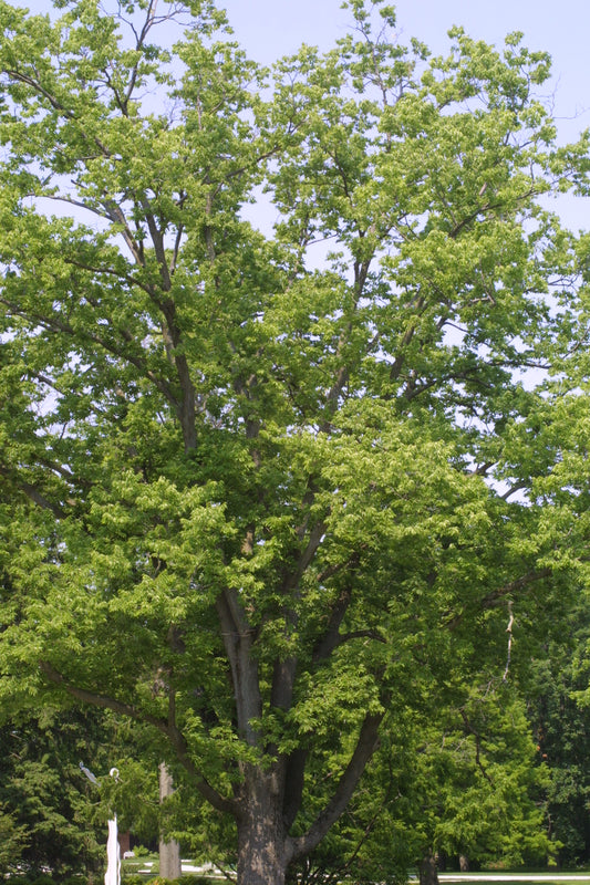 Hackberry (bundle of 25)