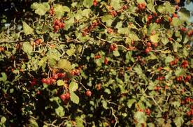 Hawthorn. "Homestead" Arnold (bundle of 25)