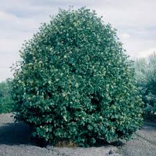 Hawthorn. "Homestead" Arnold (bundle of 25)