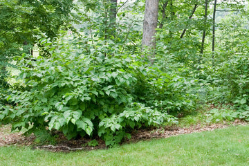 Hazelnut, American (25 per bundle)