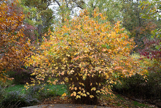 Hazelnut, American (25 per bundle)