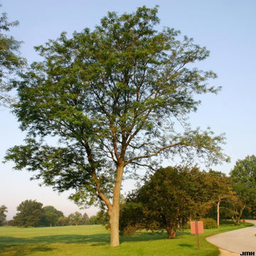 Honeylocust, Thornless (25 per bundle)