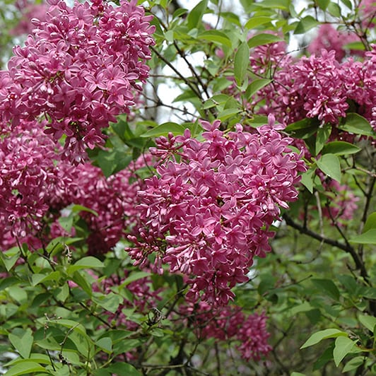 Lilac, Chinese (25 per bundle)