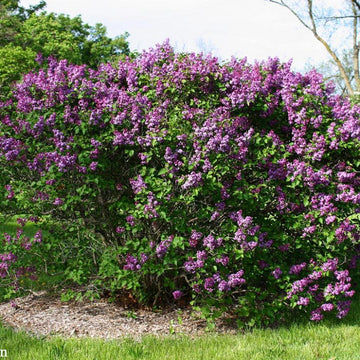 Lilac, Common Purple (25 per bundle)