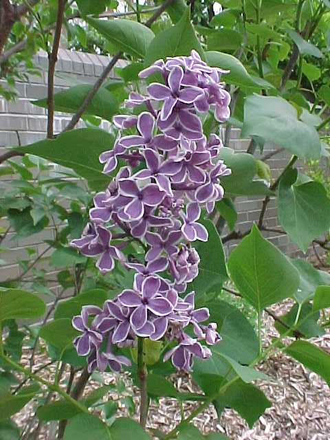 Lilac, Common Purple (25 per bundle)