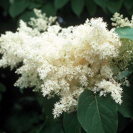 Lilac, Japanese Tree 'Ivory Silk' (5 per bundle)
