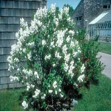 Lilac, White (25 per bundle)