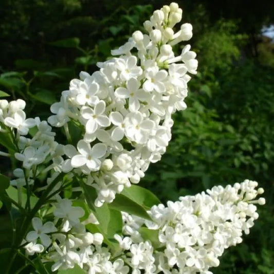 Lilac, White (25 per bundle)