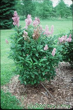 Lilac, Villosa  (25 per bundle)