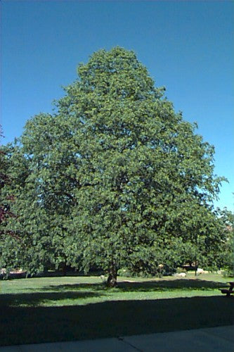 Linden, Little leaf (25 per bundle)