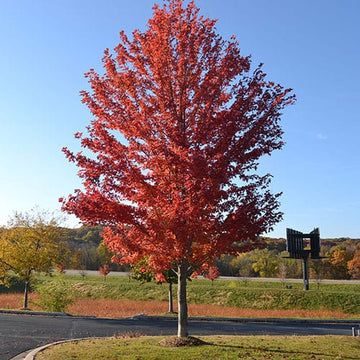 Maple, Autumn Blaze (25 per bundle)