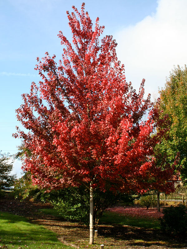 Maple, Rubrum 'BrandyWine' (5 per bundle)