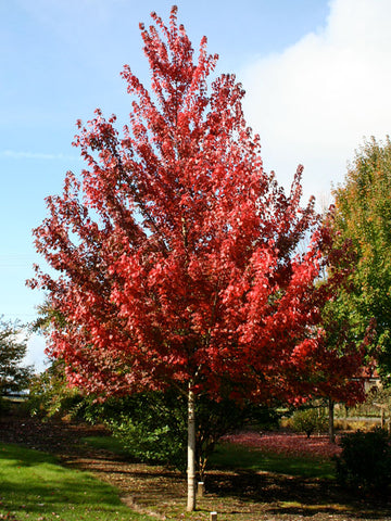 Maple, Rubrum 'BrandyWine' (5 per bundle)