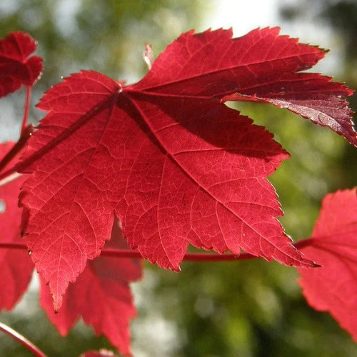Maple, Rubrum (25 per bundle)