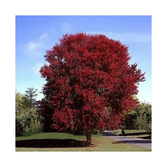 Maple, Rubrum 'Burgundy Belle' (5 per bundle)
