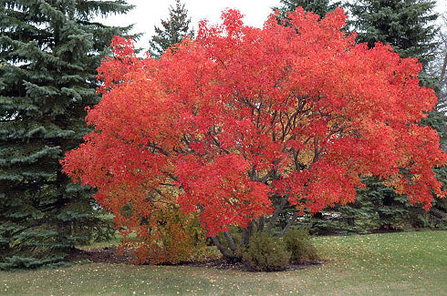 Maple, Amur (25 per bundle)