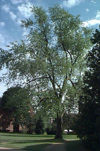 Maple, Silver (25 per bundle)