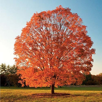 Maple, Sugar (25 per bundle)