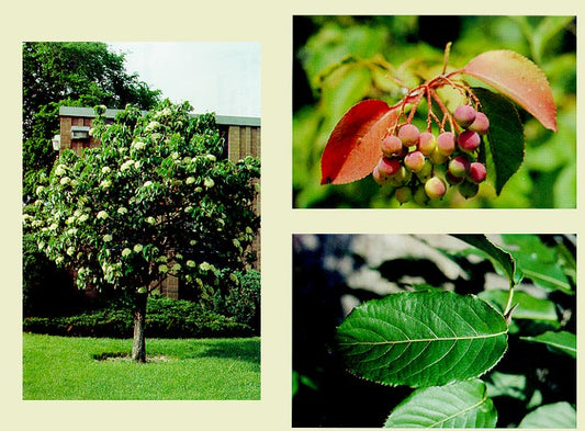 Nannyberry (25 per bundle)