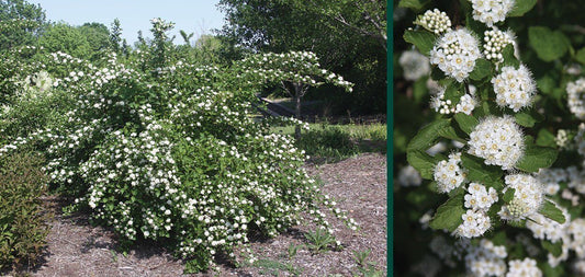 Ninebark, Common (25 per bundle)