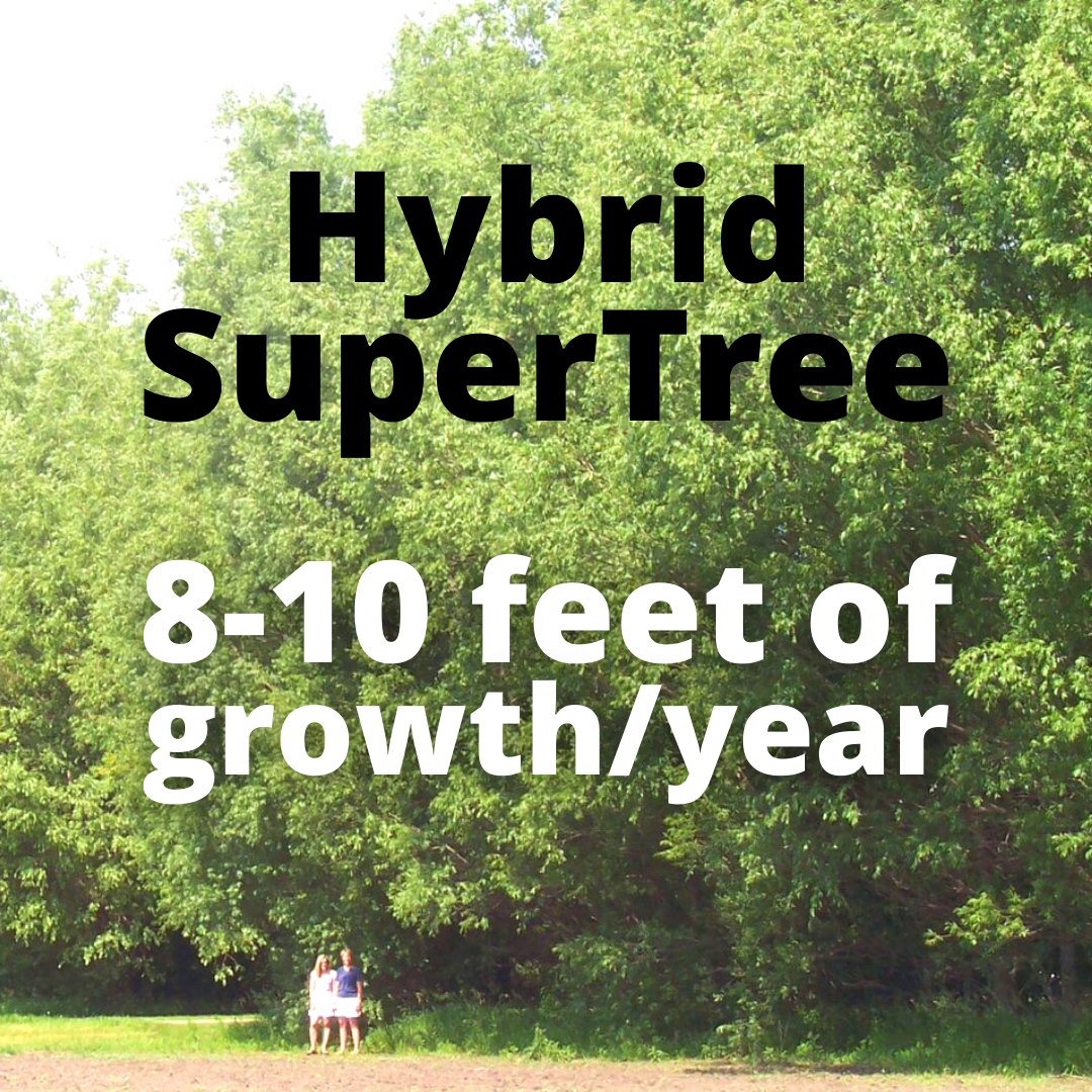 Tree Roots Hybrid Buy Hybrid Super Tree | Top Choice for Trees at Karstennursery