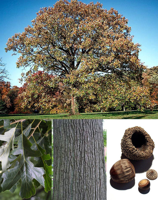 Oak, Burr (25 per bundle)