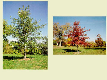 Oak, Pin (bundles of 25)