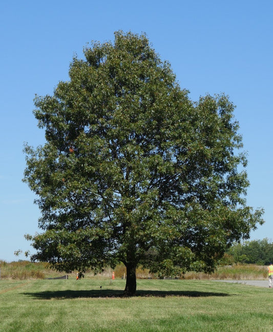 Oak, Red  (25 per bundle)