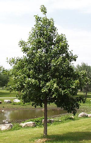 Oak, Swamp White (25 per bundle)