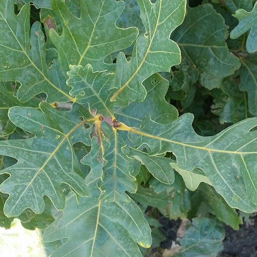 Oak, White (25 per bundle)