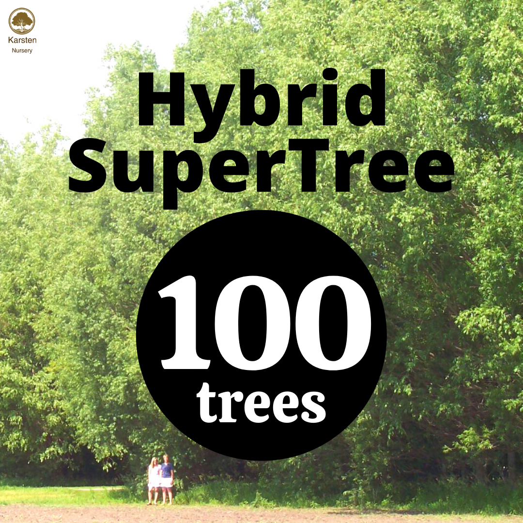 Tree Roots Hybrid Buy Hybrid Super Tree | Top Choice for Trees at Karstennursery