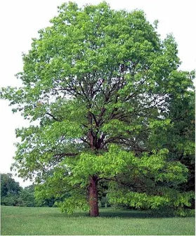 Oak, White (25 per bundle)