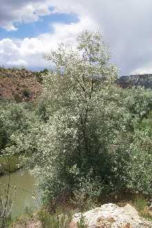 Olive, Russian (25 per bundle)