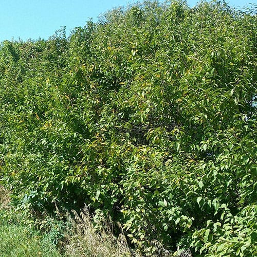 Plum, American (25 per bundle)