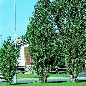 Poplar, Lombardy, 'Thevestina' (25 per bundle)