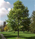 Poplar, Norway (25 per bundle)