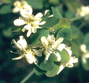 Serviceberry (Juneberry) (25 per bundle)