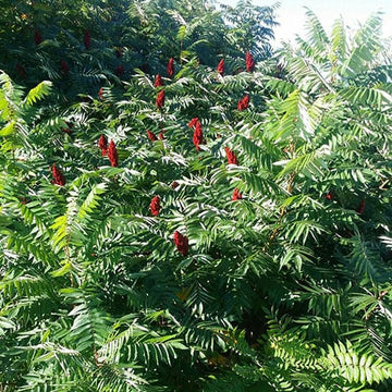 Sumac, Smooth (25 per bundle)