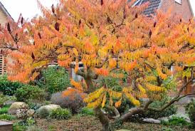 Sumac, Staghorn (25 per bundle)