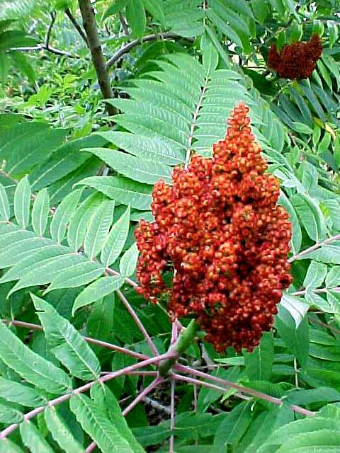 Simple Sumac Sumac, Smooth (25 per bundle)
