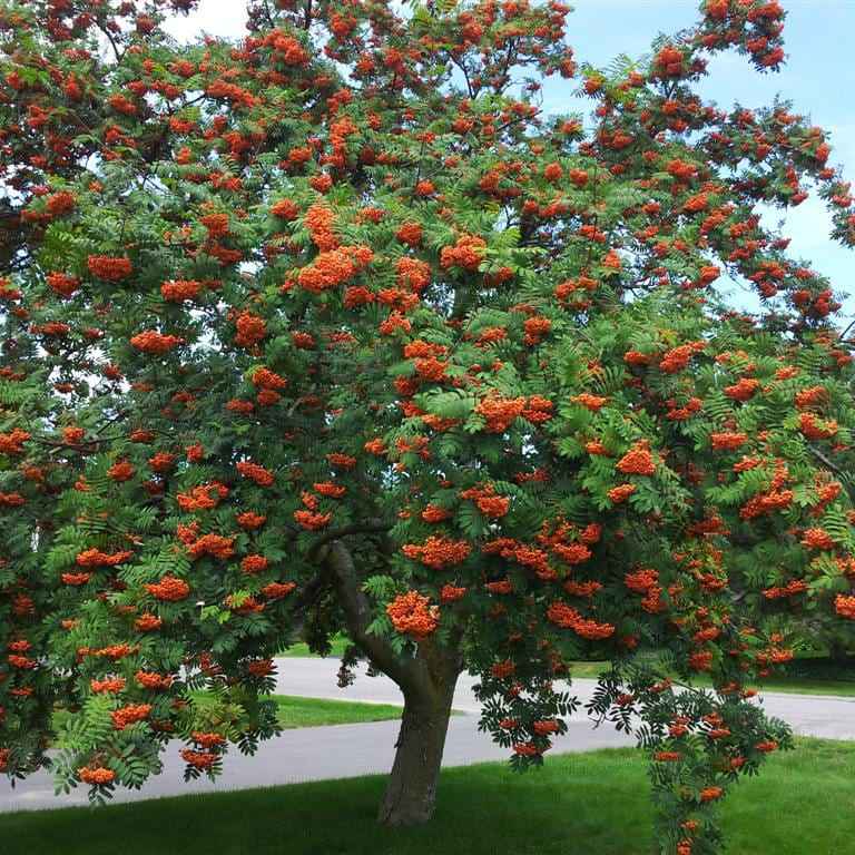 mountain ash bonsai tree Buy Mountain Ash Tree for Sale