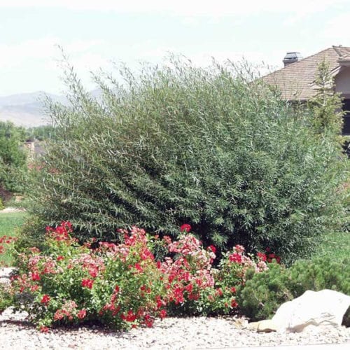 Willow, Blue Artic (25 per bundle)
