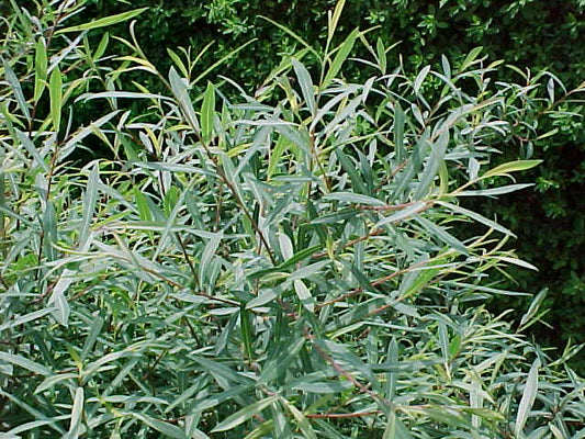 Willow, Blue Artic (25 per bundle)
