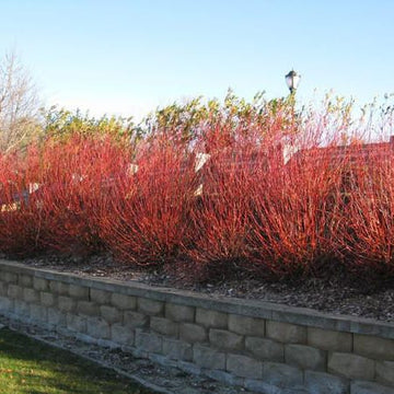Willow, Flame (25 per bundle)