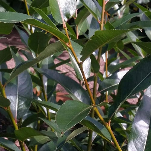Willow, Laurel leaf (25 per bundle)