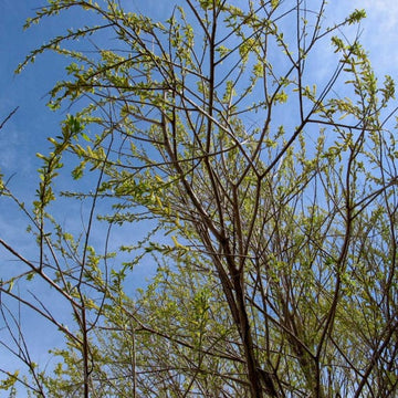 Willow, Peach leaf (25 per bundle)