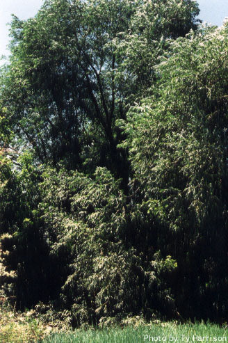 Willow, Peach leaf (25 per bundle)